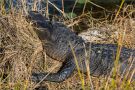 Mississippi-Alligator (Alligator mississippiensis) 01