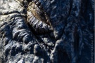 Mississippi-Alligator (Alligator mississippiensis) 02