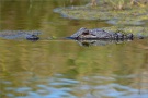 Mississippi-Alligator (Alligator mississippiensis) 03