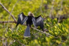 Amerika-Schlangenhalsvogel (Anhinga anhinga) 03