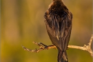 Amerika-Schlangenhalsvogel (Anhinga anhinga) 01
