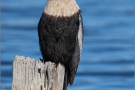Amerika-Schlangenhalsvogel (Anhinga anhinga) 04