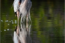 Kanadareiher (Ardea herodias) 01