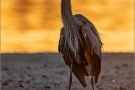 Kanadareiher (Ardea herodias) 02