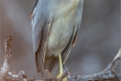 Nachtreiher (Nycticorax nycticorax) 02
