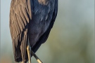 Blaureiher (Egretta caerulea) 01