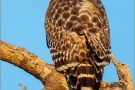 Rotschulterbussard (Buteo lineatus) 07