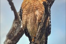 Rotschulterbussard (Buteo lineatus) 06