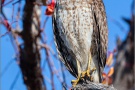 Rotschulterbussard (Buteo lineatus) 08