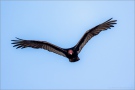 Truthahngeier (Cathartes aura) 01
