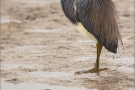 Dreifarbenreiher (Egretta tricolor) 06