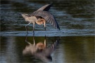 Rötelreiher (Egretta rufescens) 10