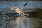 Rötelreiher (Egretta rufescens) 09
