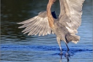 Rötelreiher (Egretta rufescens) 12