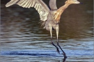 Rötelreiher (Egretta rufescens) 13