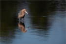Rötelreiher (Egretta rufescens) 15