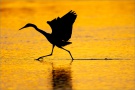 Rötelreiher (Egretta rufescens) 25
