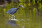 Rötelreiher (Egretta rufescens) 01