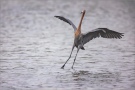 Rötelreiher (Egretta rufescens) 03