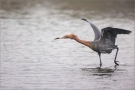 Rötelreiher (Egretta rufescens) 04