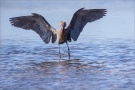 Rötelreiher (Egretta rufescens) 07