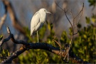 Schmuckreiher (Egretta thula) 01