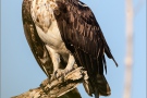 Fischadler (Pandion haliaetus) 20