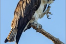 Fischadler (Pandion haliaetus) 19