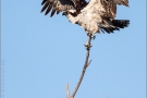 Fischadler (Pandion haliaetus) 13
