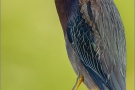 Grünreiher (Butorides virescens) 02