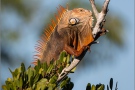 Grüner Leguan (Iguana iguana) 01
