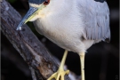 Nachtreiher (Nycticorax nycticorax) 01