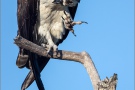 Fischadler (Pandion haliaetus) 17