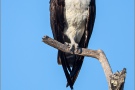 Fischadler (Pandion haliaetus) 16