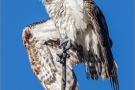 Fischadler (Pandion haliaetus) 14
