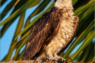 Fischadler (Pandion haliaetus) 10