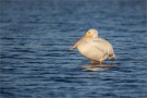 Rosapelikan (Pelecanus onocrotalus) 01