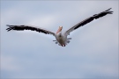 Rosapelikan (Pelecanus onocrotalus) 06