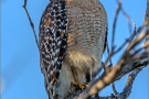 Rotschulterbussard (Buteo lineatus) 10