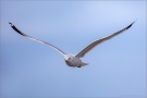 Ringschnabelmöwe (Larus delawarensis) 01