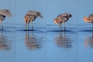 Rötelreiher (Egretta rufescens) 17