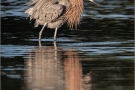 Rötelreiher (Egretta rufescens) 08