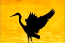 Rötelreiher (Egretta rufescens) 24