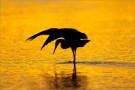 Rötelreiher (Egretta rufescens) 23