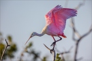 Rosalöffler (Platalea ajaja) 02