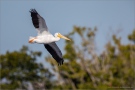 Rosapelikan (Pelecanus onocrotalus) 07