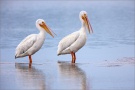 Rosapelikane (Pelecanus onocrotalus) 03
