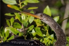 Amerika-Schlangenhalsvogel (Anhinga anhinga) 02