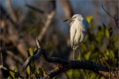 Schmuckreiher (Egretta thula) 03