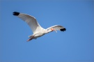 Schneesichler (Eudocimus albus) 02